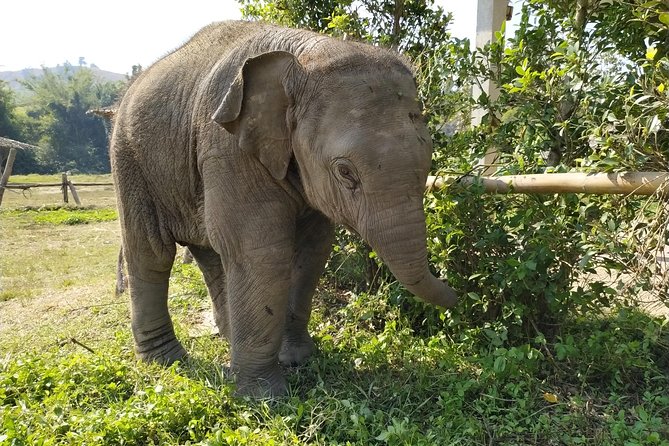 One Day Hiking and Elephant experience by Chiang Mai Elephant Home - A full day beyond the usual elephant stop