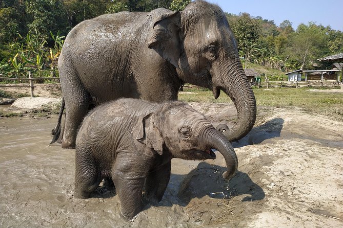 One Day Hiking and Elephant experience by Chiang Mai Elephant Home - One hour on a bamboo raft