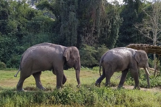 One Day Hiking and Elephant experience by Chiang Mai Elephant Home - The two-hour hike through rural Chiang Mai