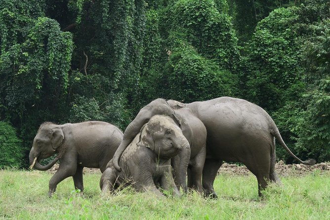 One Day Hiking and Elephant experience by Chiang Mai Elephant Home - What the elephant encounter feels like