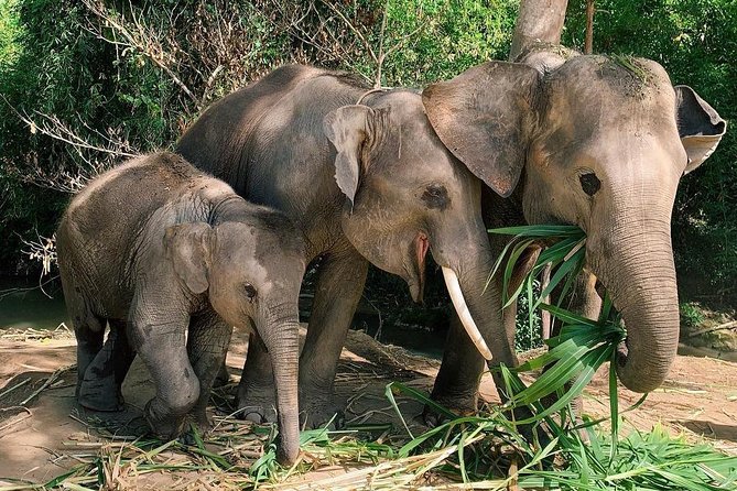 One Day Hiking and Elephant experience by Chiang Mai Elephant Home - A Thai buffet that keeps the schedule moving
