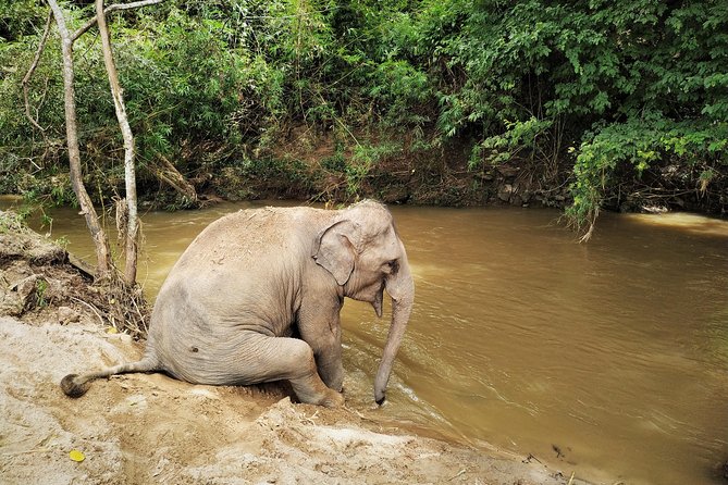 One Day Hiking and Elephant experience by Chiang Mai Elephant Home - Is the $93.61 price good value?