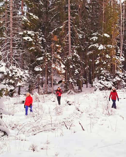 Oslo: Winter Wonderland Forest Hike and Campfire with a Dog - Who should book, and who should skip it