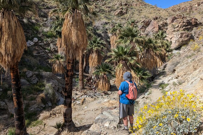 Palm Springs Hike to an Oasis and Amazing Desert Views - Key points to know before you book