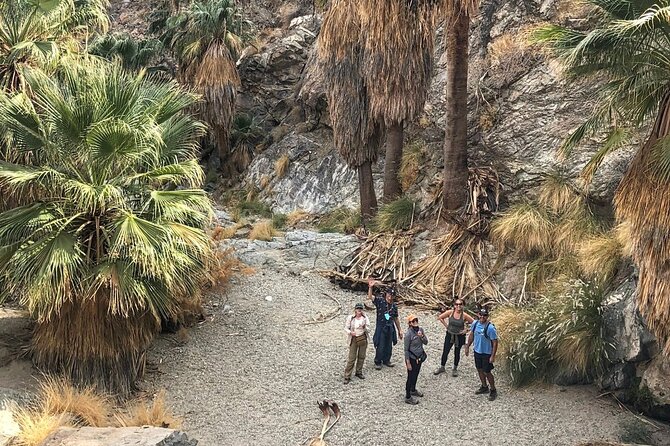 Palm Springs Hike to an Oasis and Amazing Desert Views - Down into a small palm oasis