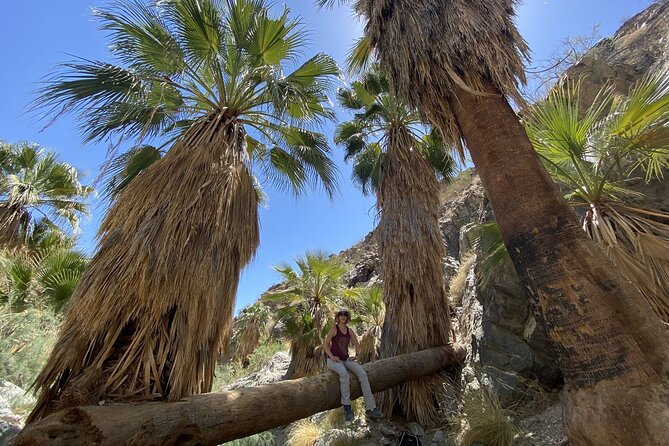 Palm Springs Hike to an Oasis and Amazing Desert Views - Water, snacks, and the gear you should bring