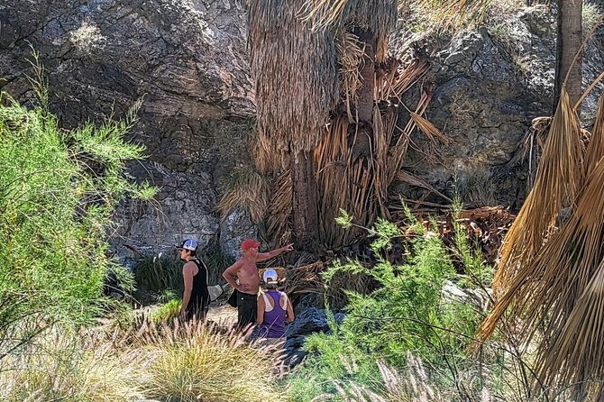 Palm Springs Hike to an Oasis and Amazing Desert Views - Wildlife and seasonal interest