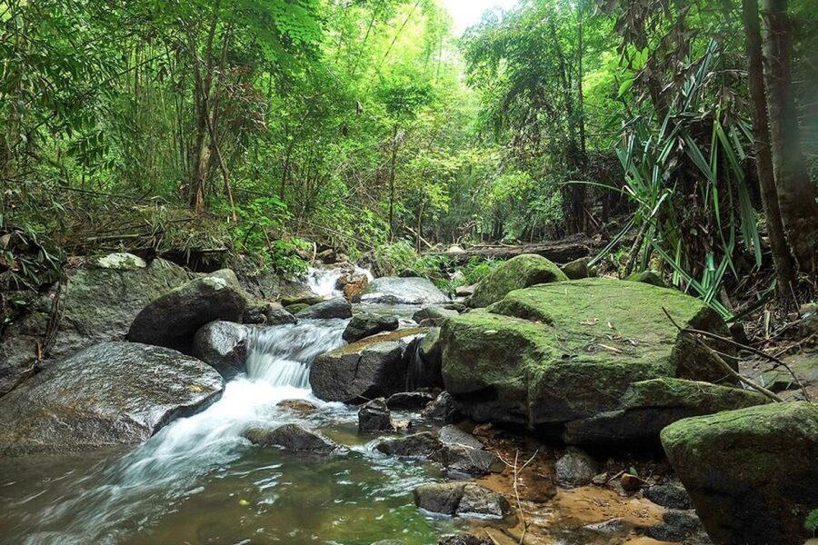 Phuket: Jungle Trekking Experience at Khao Phra Taew - Looking for gibbons, snakes, spiders, and red crabs