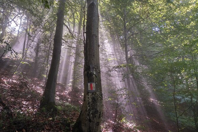 Piatra Craiului National Park Private Hiking Tour from Brasov - What the $126.98 price really buys
