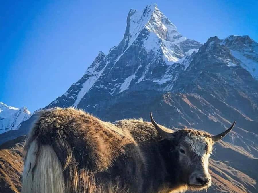 Pokhara: 4-Day Mesmerizing Mardi Himal Guided Trek - Why Mardi Himal works as a four-day trek