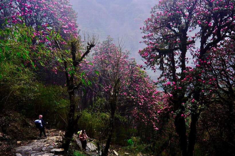 Pokhara: 4-Day Poon Hill and Ghandruk Guided Trek - Poon Hill at sunrise: the trip’s big visual reward