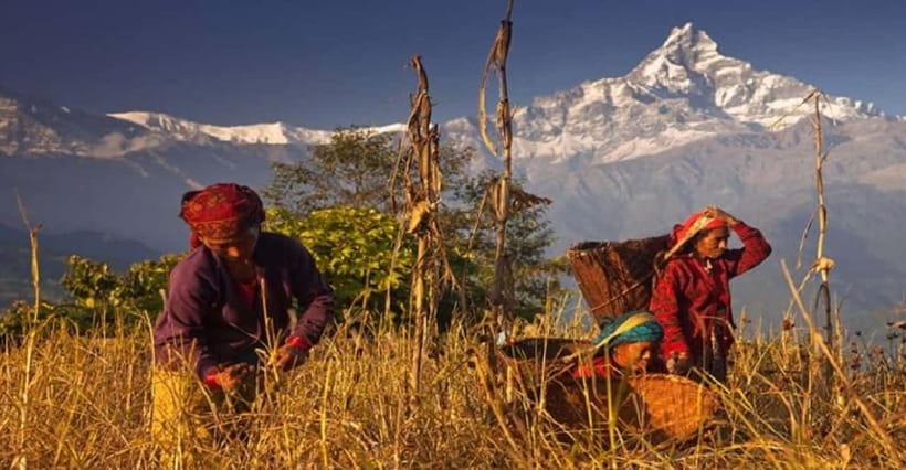 Pokhara: Annapurna Day Hike with Panoramic Views - The descent from Dhampus to Phedi