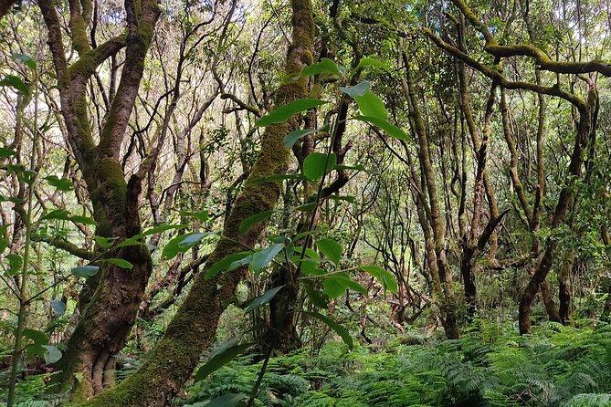 PR9 Caldeirão Verde Queimadas Levada Self-Guided Hiking Transfer - The extra 2 kilometres to Pico das Pedras