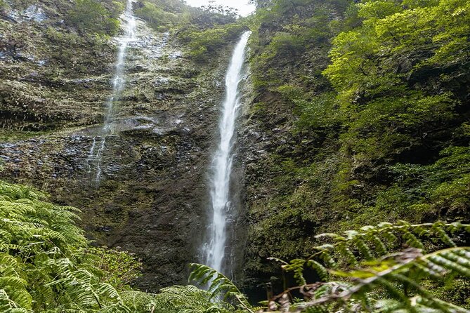 PR9 Caldeirão Verde Queimadas Levada Self-Guided Hiking Transfer - Who should book this Madeira hike?