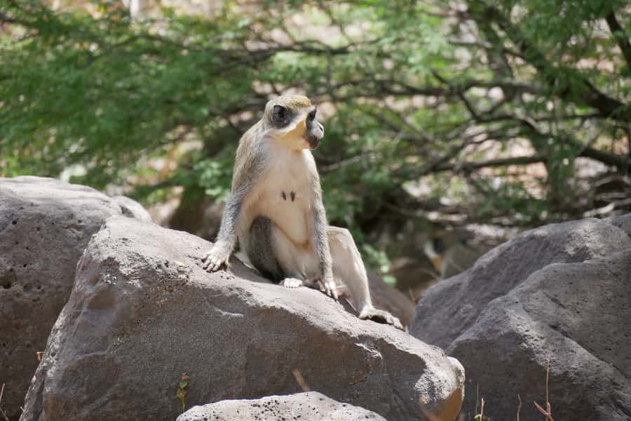 Praia: Baobab Mysterious Tree, Green Valley & Old City Hike - Key points to know before booking