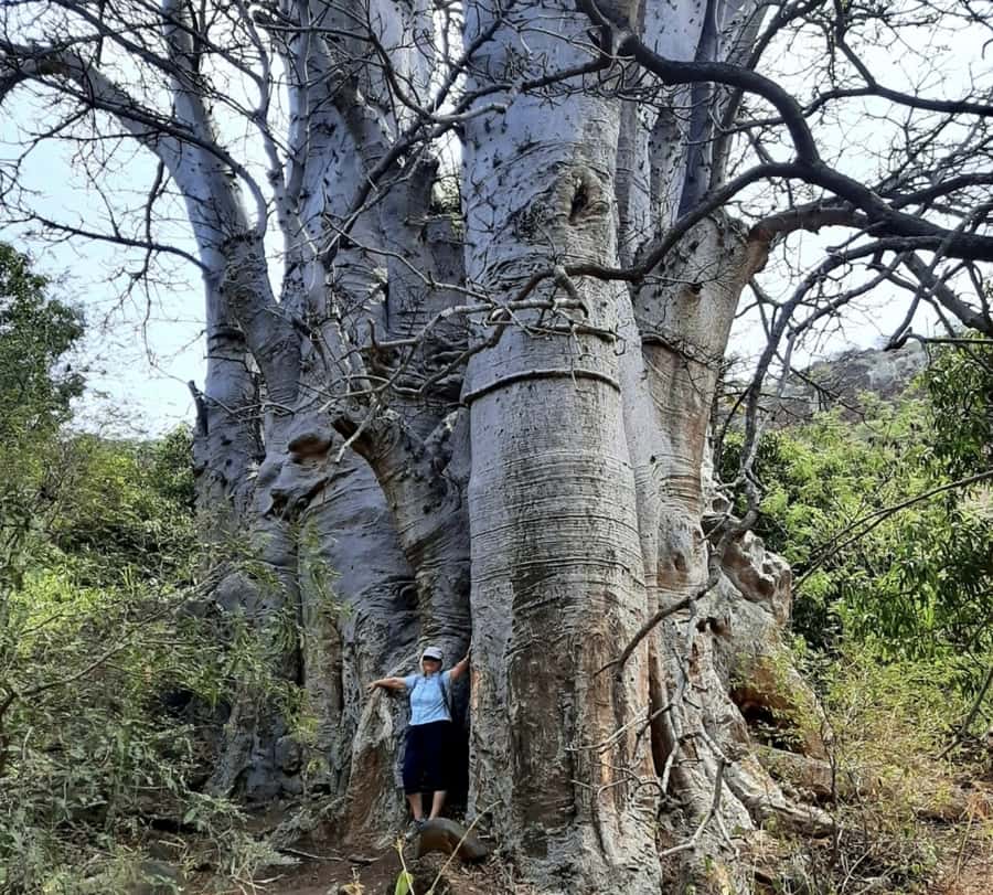 Praia: Baobab Mysterious Tree, Green Valley & Old City Hike - The baobab that gives the walk its character