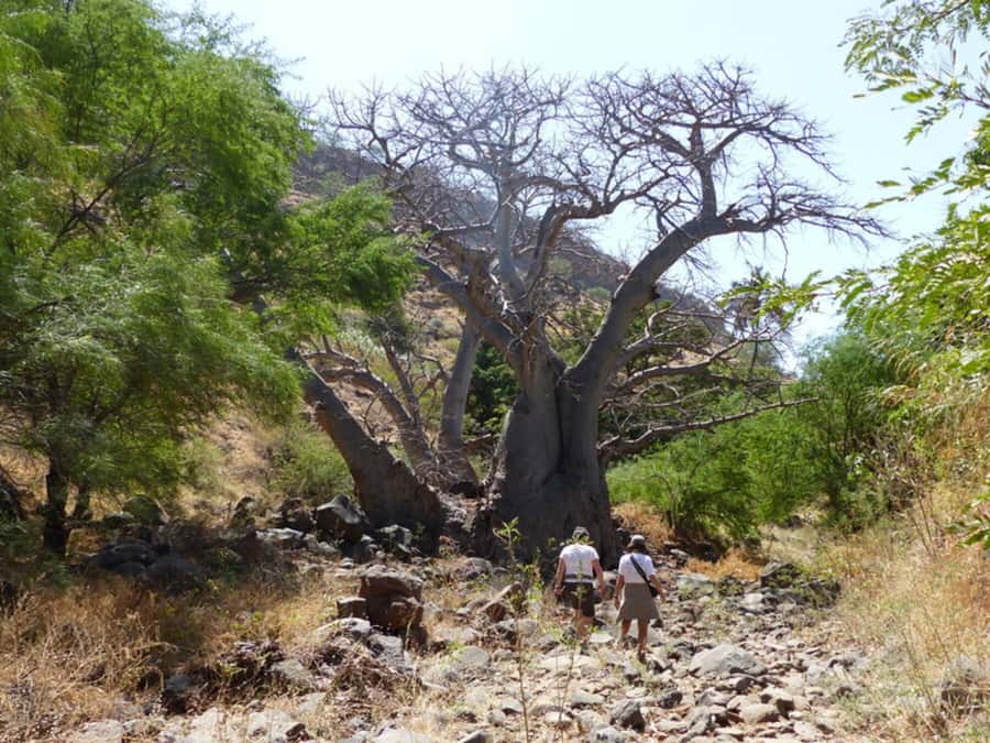 Praia: Baobab Mysterious Tree, Green Valley & Old City Hike - Practical details that make the day easier
