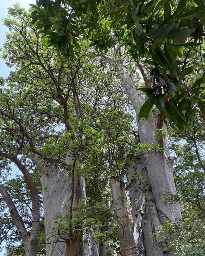Praia: Baobab Mysterious Tree, Green Valley & Old City Hike - Farms, fruit trees, and the everyday life of Santiago