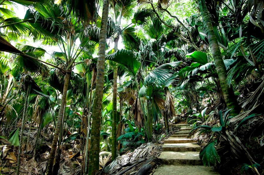Praslin: Vallee de Mai Guided Hike with Transfer - Entering Praslin’s Legendary Garden of Eden