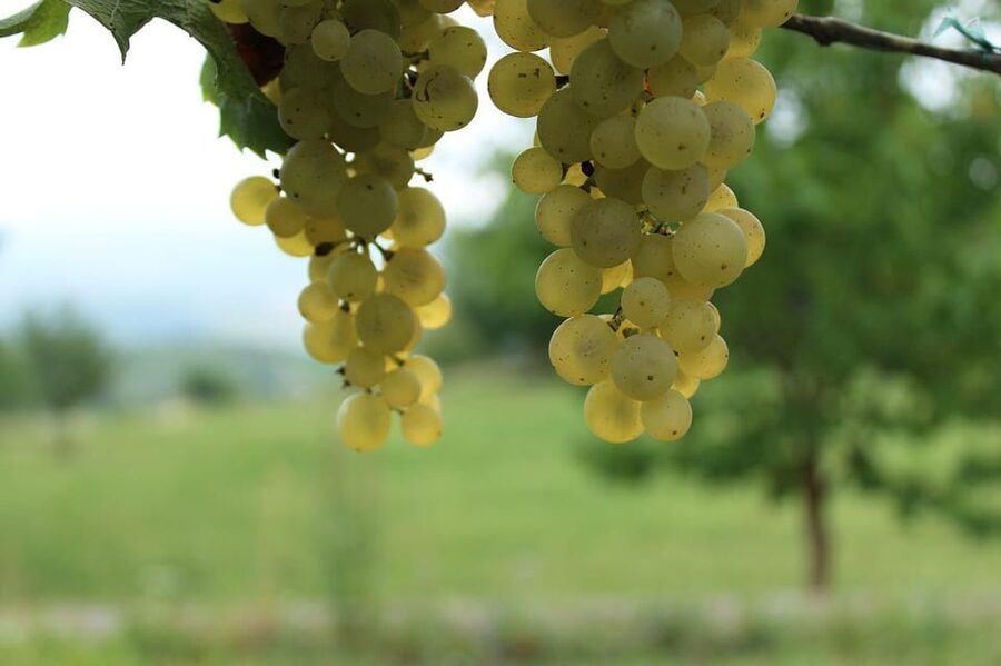 Premium wine hike Stuttgart with games and winemaker's snack - What the three-hour schedule feels like