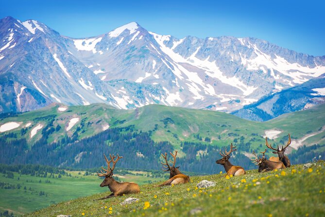 Private Birding Hike in Rocky Mountain National Park - A full day in Rocky Mountain National Park