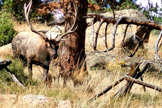 Private Birding Hike in Rocky Mountain National Park - Lunch, snacks, and the practical side of the day