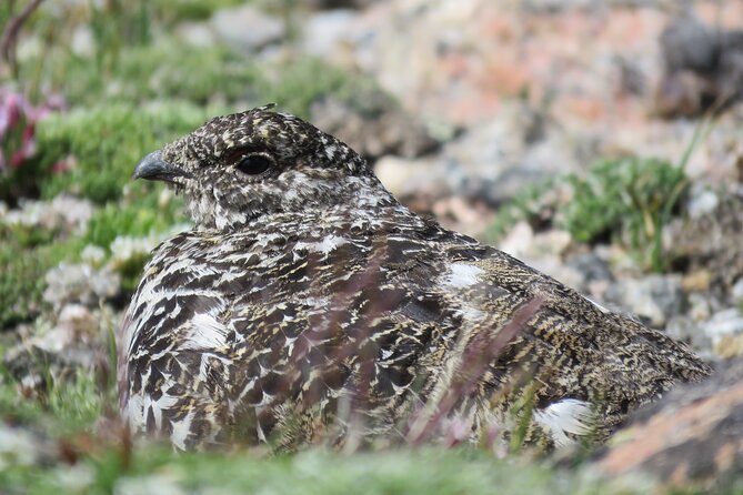 Private Birding Hike in Rocky Mountain National Park - Weather, timing, and the possibility of change
