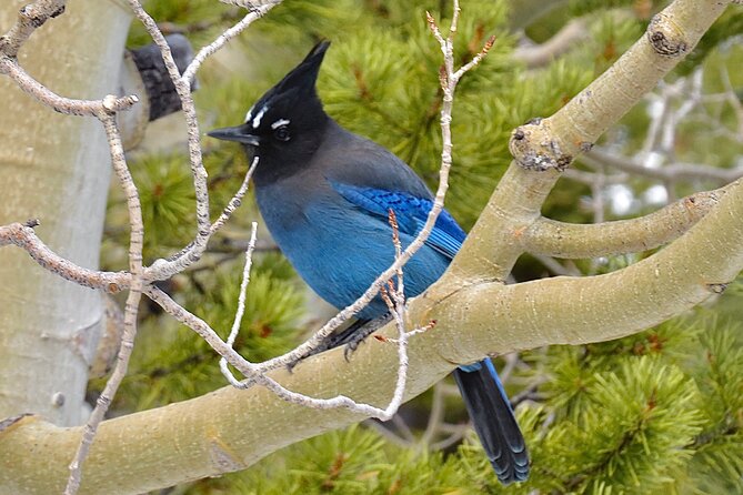 Private Birding Hike in Rocky Mountain National Park - Who will get the most from this experience?