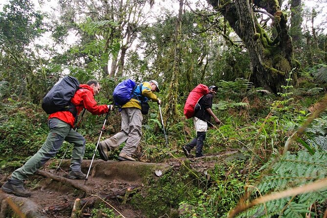 Private Full Day Hiking Experience to Marangu Route - What to bring for a better day