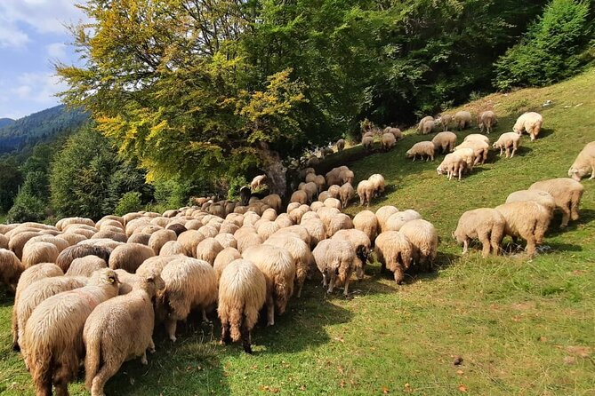 Private Full-Day Hiking Tour in Piatra Craiului National Park - Should you book it?