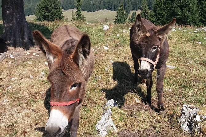 Private Full-Day Hiking Tour in Piatra Craiului National Park - Fitness, gear, and weather: read this carefully
