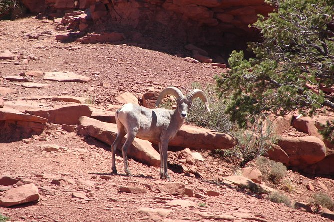 Private Grand Canyon Full Day Hike - Heat, height, and the climb back up