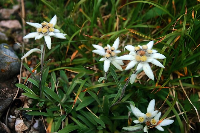 Private Hiking to Bucegi Natural Park from Brasov - Choosing the medium or difficult route
