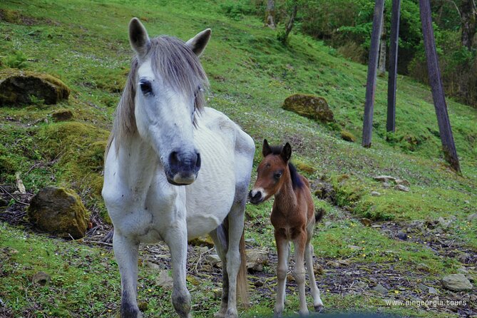 Private Hiking Tour to Mtirala National Park from Batumi - Who should book this Mtirala tour?