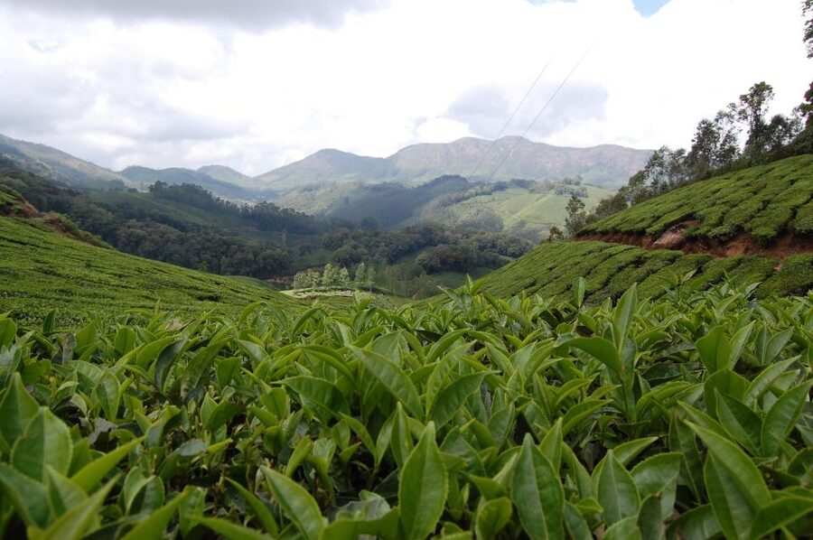 Private Munnar Tea Trek - Birds, plants, and the chance of wildlife