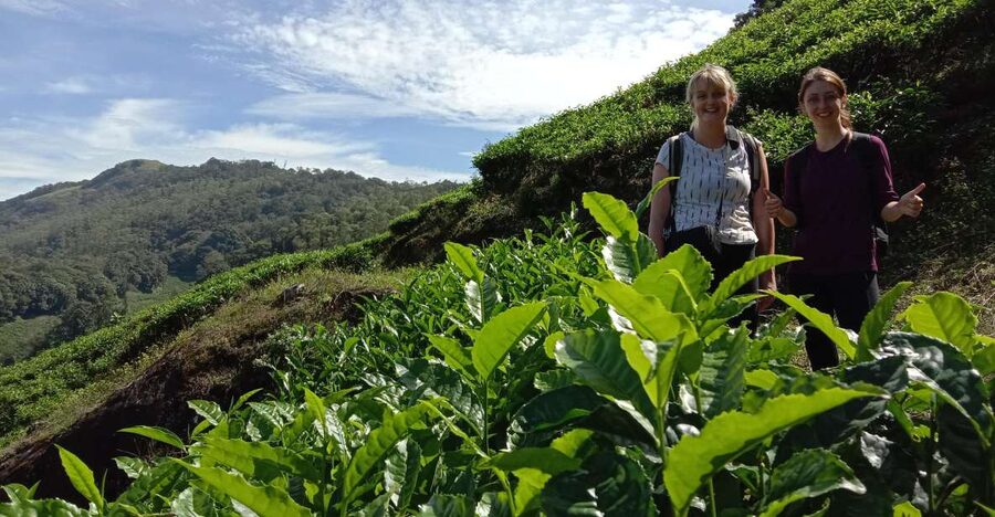 Private Munnar Tea Trek - Walking through Lakshmi Tea Estate