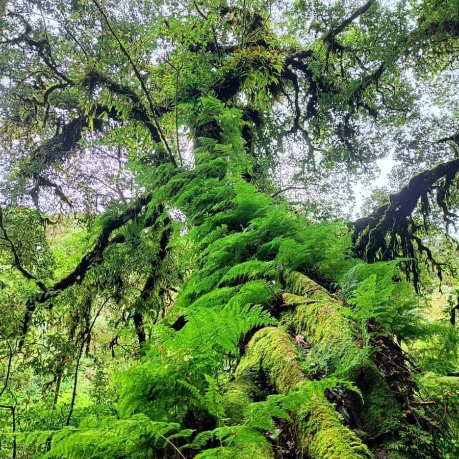 Private Tour Doi Inthanon, Trekking Kew Mae Pan Nature Trail - Lunch, transport, and what nine hours really means