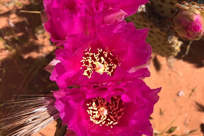 Private Valley of Fire Hiking and Sightseeing Adventure - Key points at a glance