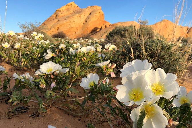 Private Valley of Fire Hiking and Sightseeing Adventure - Why a private Valley of Fire hike works so well