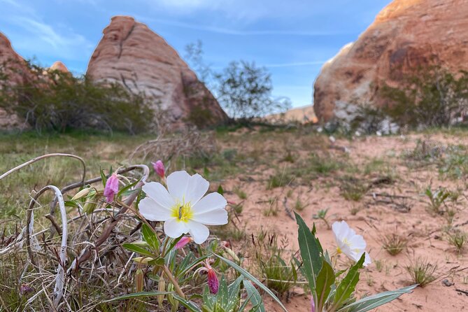 Private Valley of Fire Hiking and Sightseeing Adventure - What the $180 price means