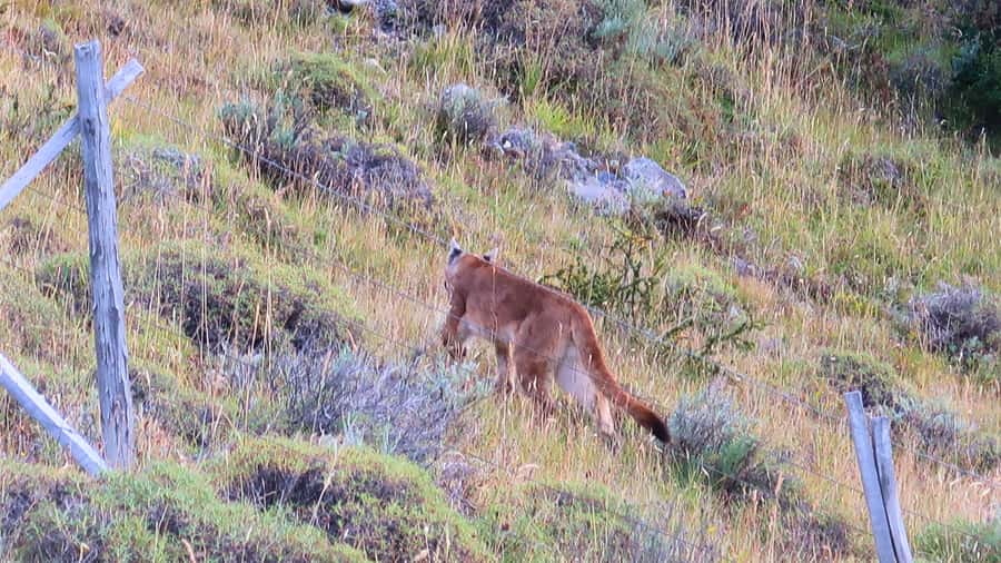 Puerto Natales: Base Torres Small Group Trekking - One hour at Mirador Base Las Torres