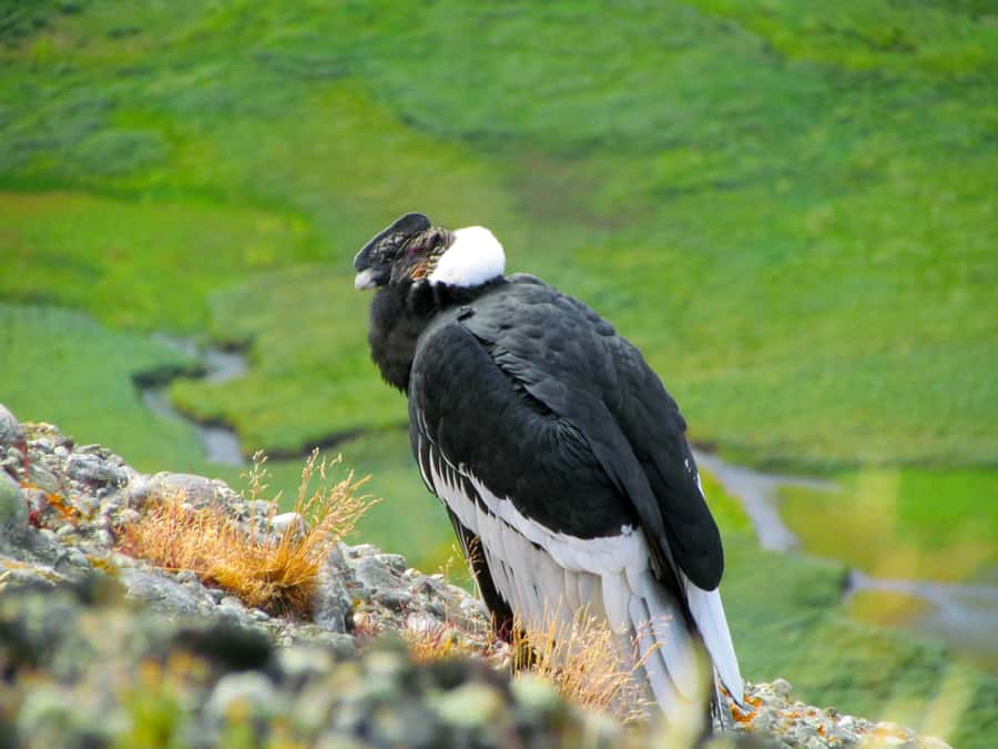Puerto Natales: Cerro Benitez Half-Day Hike with Condors - Leaving Puerto Natales in a Private 4x4