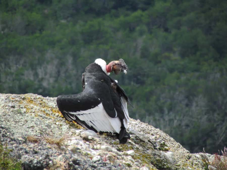 Puerto Natales: Cerro Benitez Half-Day Hike with Condors - Looking for Condors Above the Ridge