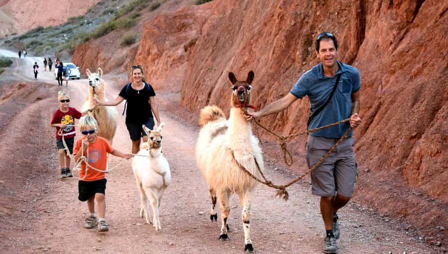 Purmamarca: Hiking with Llamas through multicolored mountains - Who will enjoy this llama walk most?