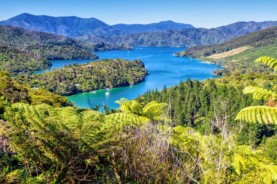 Queen Charlotte Track: Cruise & Self-Guided Hike from Picton - The 12.7-kilometer Furneaux Lodge to Punga Cove route
