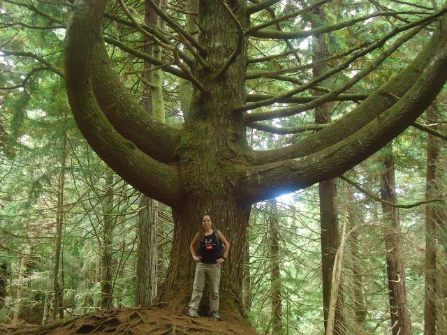 Queimadas Natural Park 5-Hour Guided Hike - From Funchal to Queimadas Natural Park