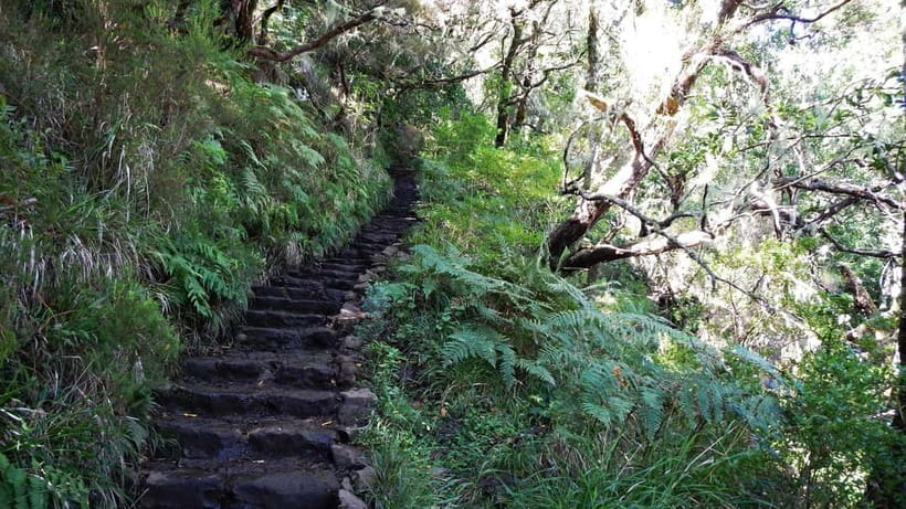 Rabaçal: 25 Fontes & Risco Levada Hiking Transfer - The early van ride from Madeira’s south coast