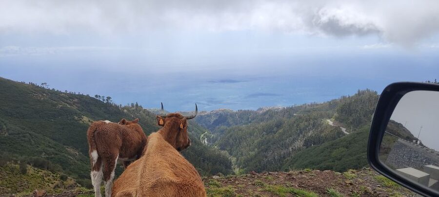Rabaçal: 25 Fontes & Risco Levada Hiking Transfer - Weather, forest fees, and small planning details