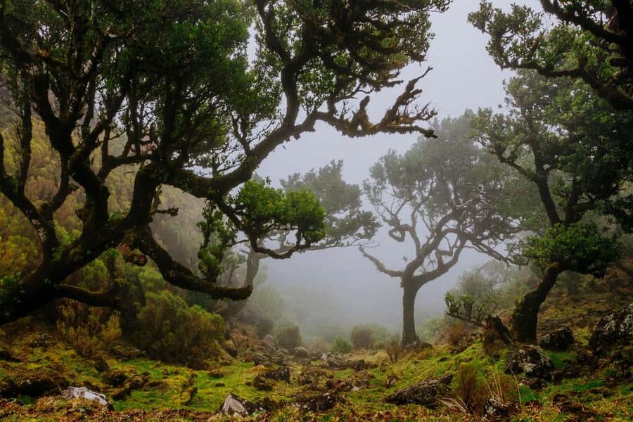 Rabaçal Nature Experience: Alecrim & Lagoa do Vento Hike - Rabaçal puts two Madeira walks within reach