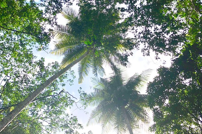 Rainforest Hike and Waterfall Safari - The short trail and four wet stream crossings